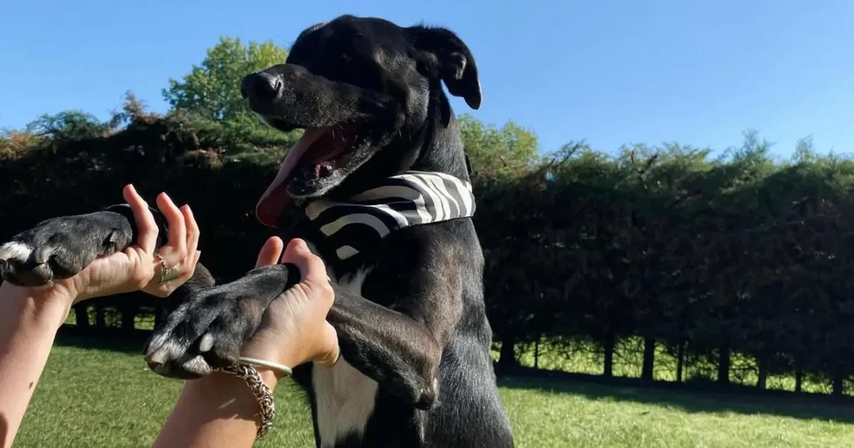 Rescatistas de La Plata enfrentan dificultades y solicitan apoyo para refugio de animales