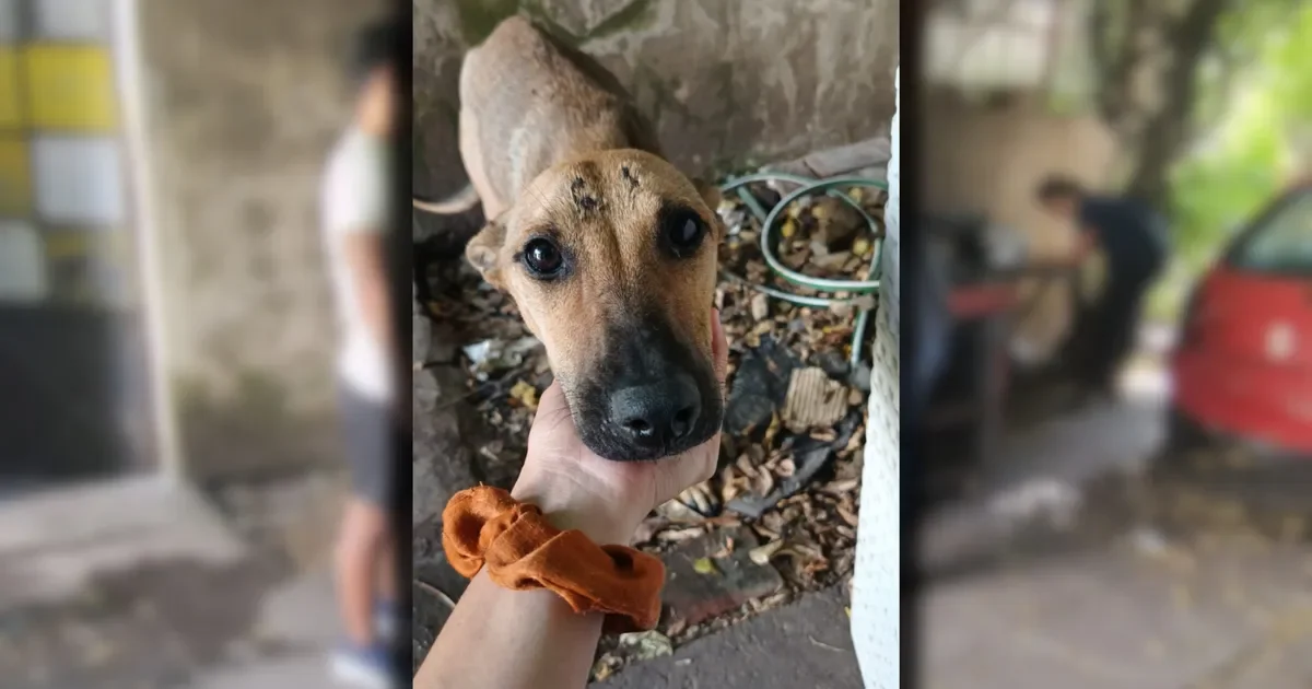 Rescatistas salvan a una perra y dos gatos heridos en un caso de maltrato en La Plata