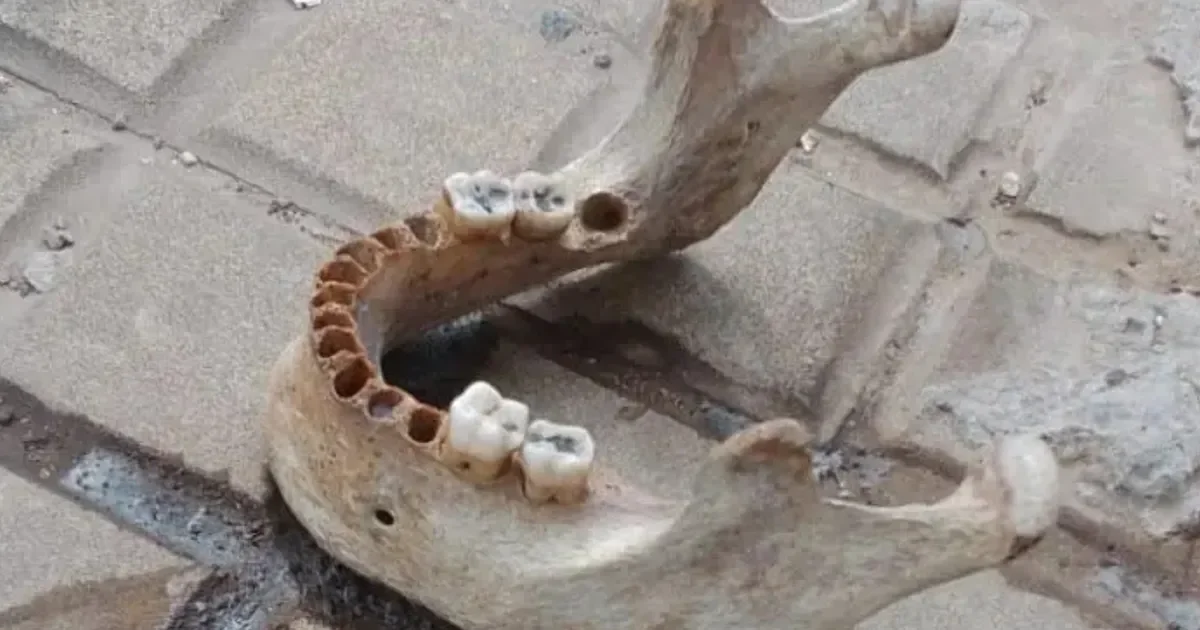 Restos óseos en el centro de La Plata generan inquietud entre los vecinos