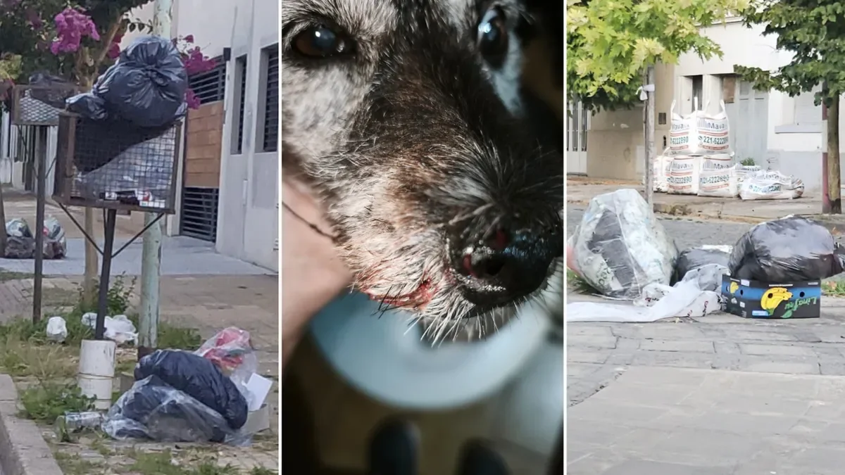 Tolosa enfrenta crisis sanitaria: vecinos alertan sobre ratas y basura acumulada