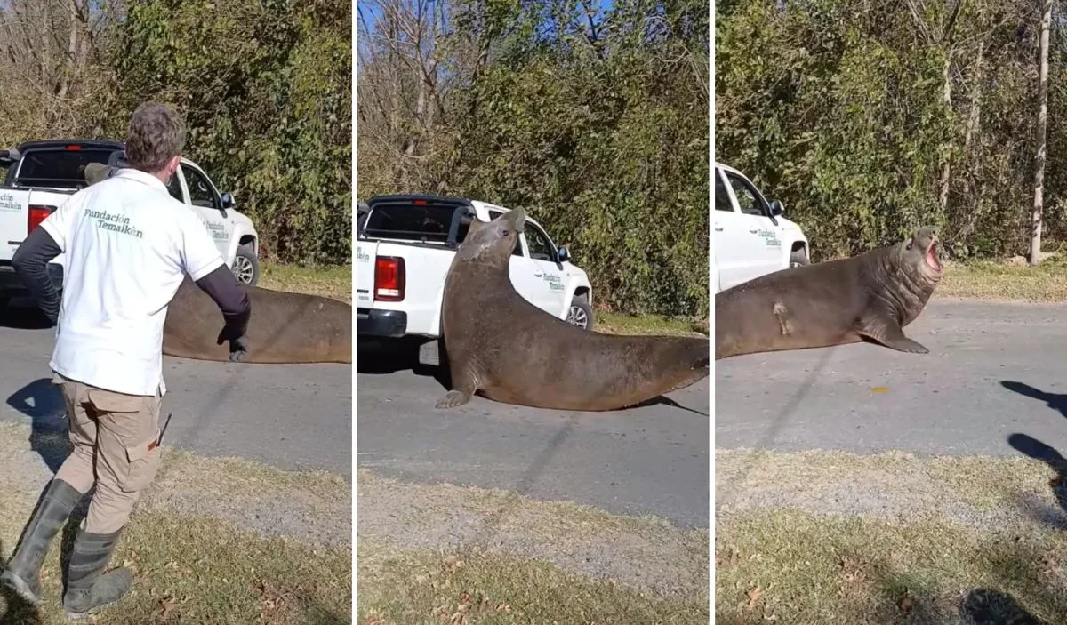 Tras su rescate, el elefante marino busca refugio en Punta Lara para su recuperación.