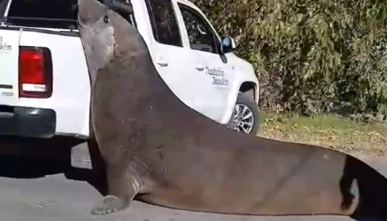 Un elefante marino desata la curiosidad de los vecinos en la costa de Ensenada