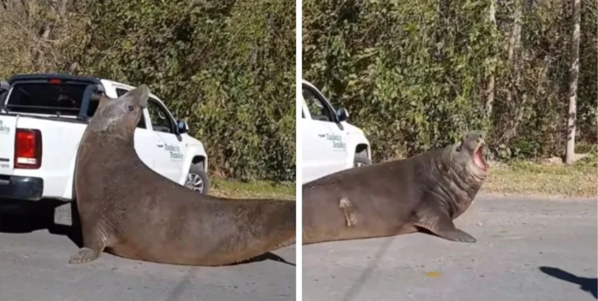 Un elefante marino interrumpe el tránsito en Ensenada, genera caos en la zona céntrica