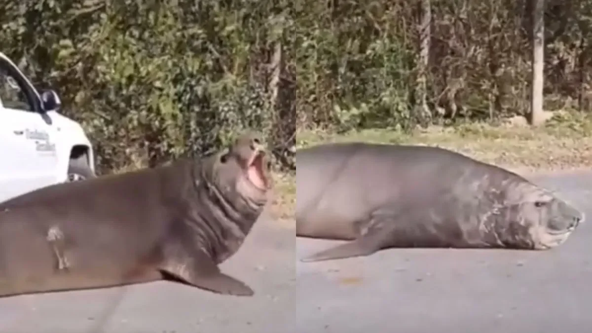 Un elefante marino interrumpe el tránsito en Ensenada y sorprende a los vecinos