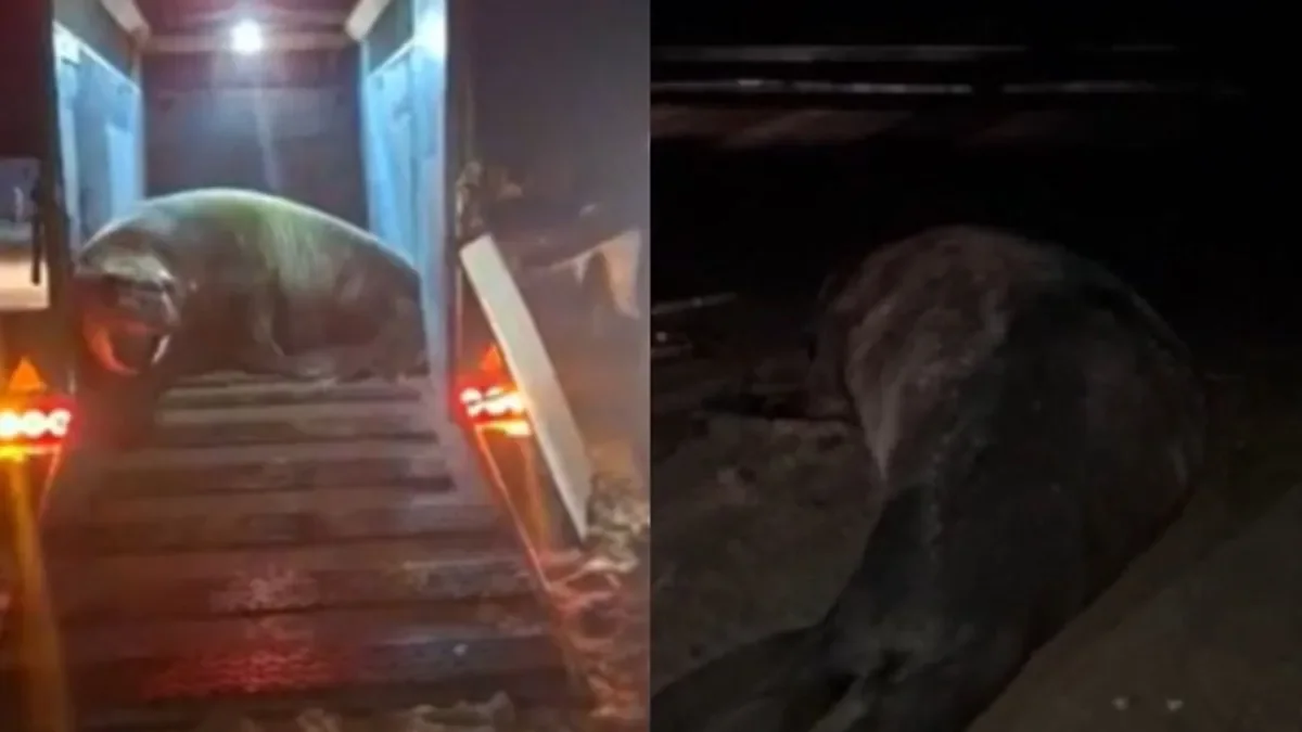 Un elefante marino joven es rescatado en Ensenada tras un arduo operativo de 10 horas