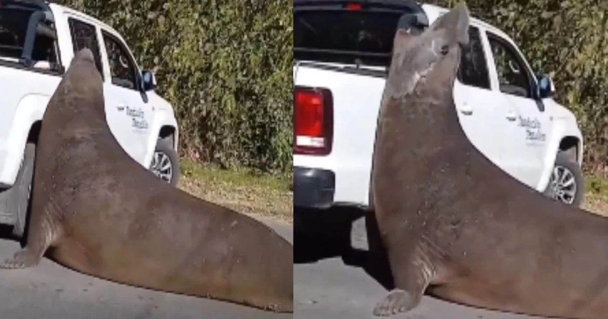 Un elefante marino sorprende a vecinos de Ensenada al pasear por la calle