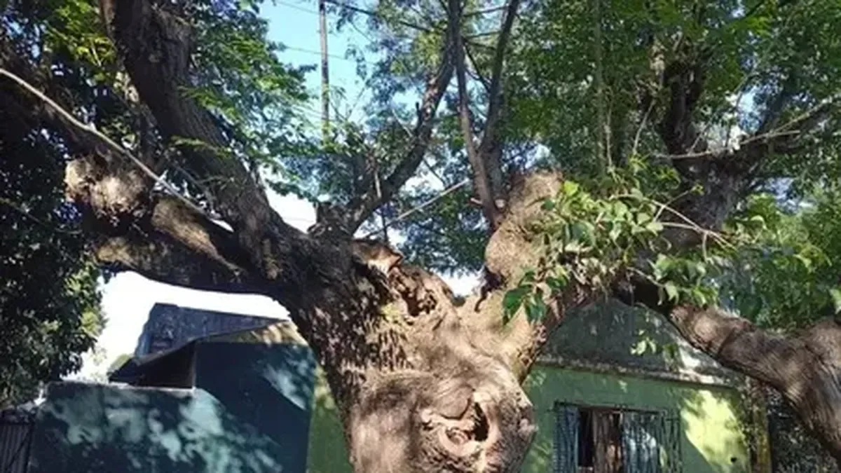 Vecinos de Arturo Seguí exigen soluciones tras chispazos que afectan el suministro eléctrico