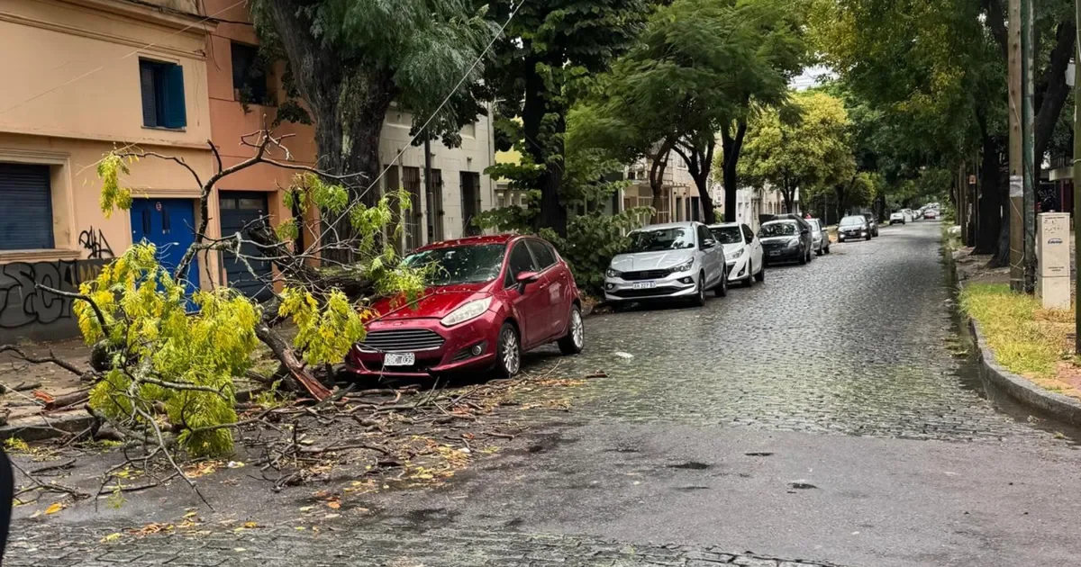 Vecinos de Ensenada preocupados por la posible caída de árboles ante alerta amarilla