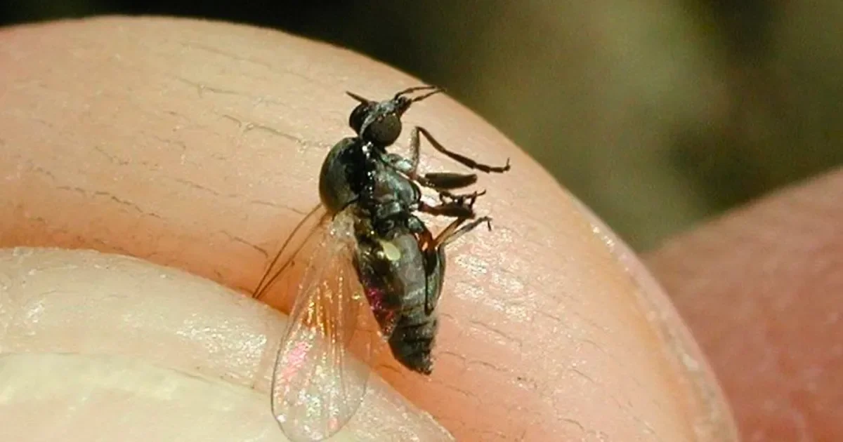 Vecinos de La Plata alertan sobre la invasión del barigüí y sus riesgos sanitarios