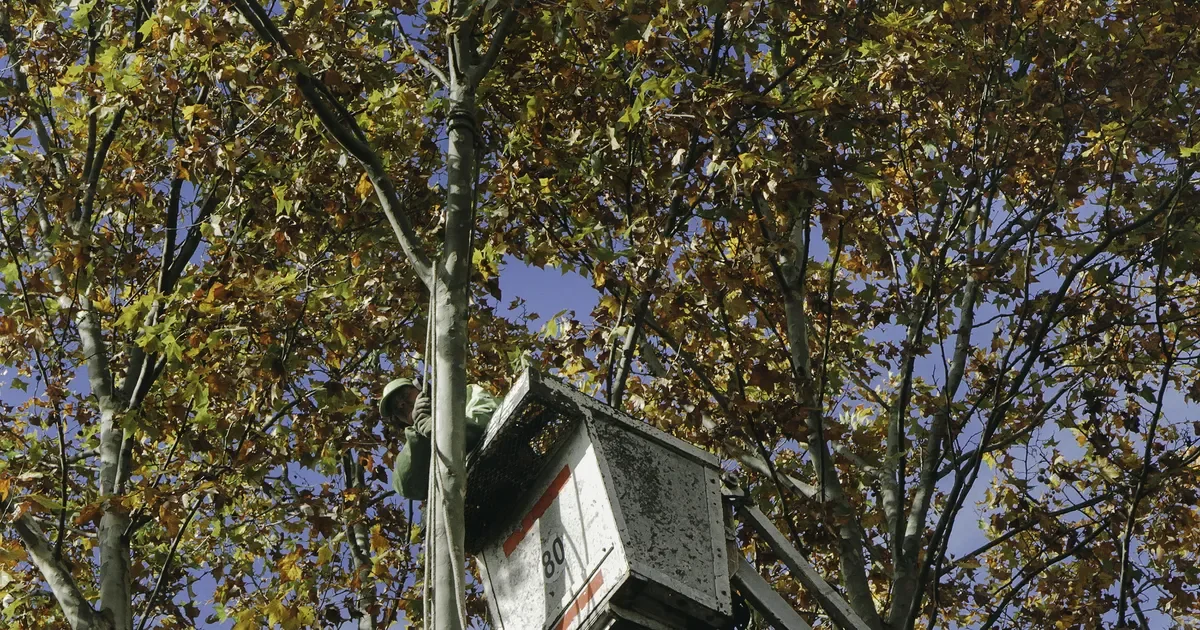 Vecinos de La Plata deberán modificar sus rutas por corte de calle por poda de árboles