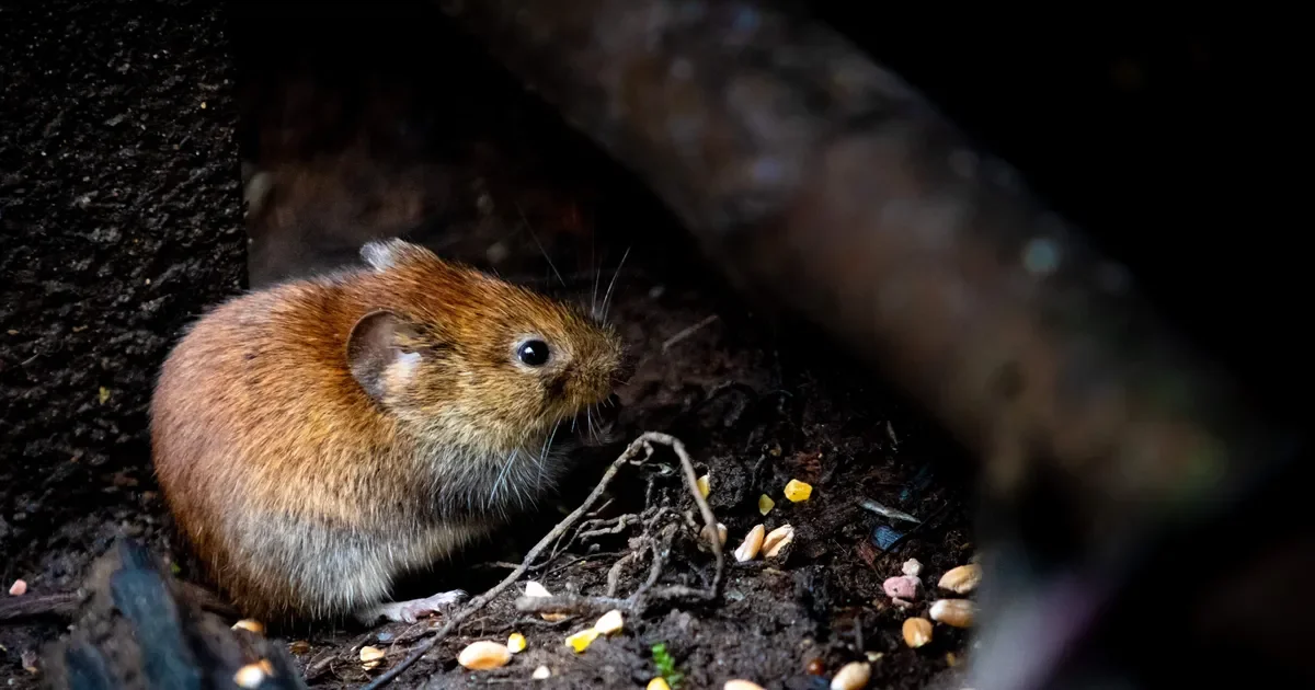 Vecinos de La Plata exigen respuestas ante el brote de hantavirus tras siete muertes