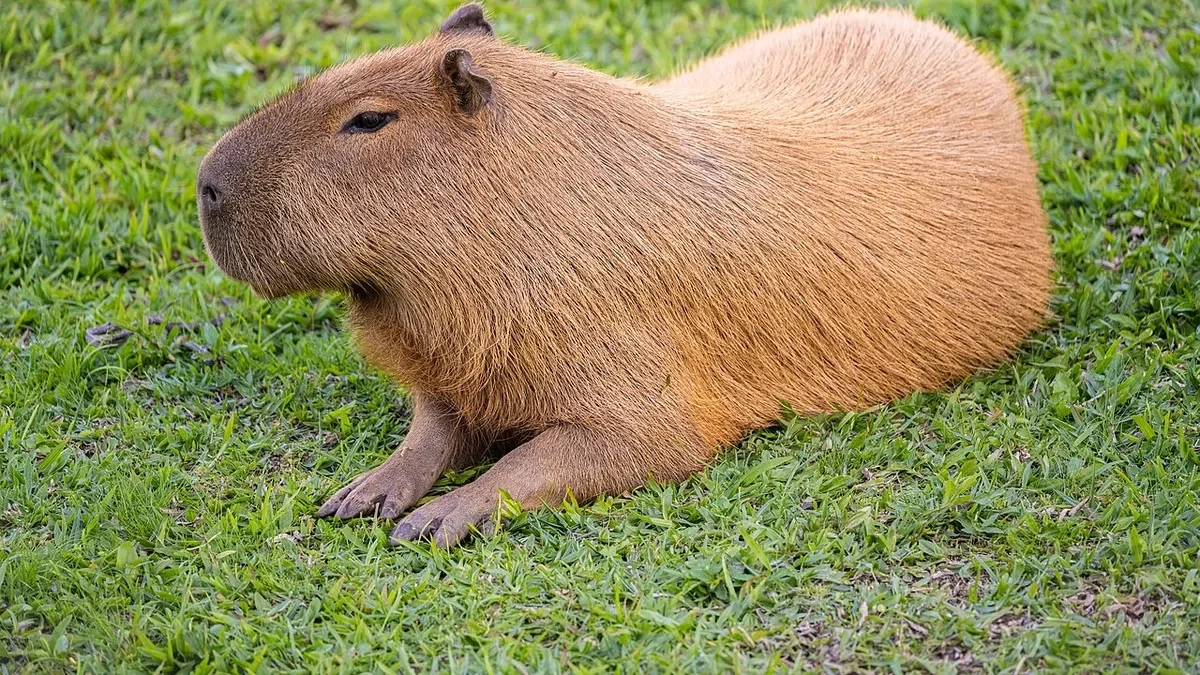 Vecinos de Punta Lara organizan búsqueda del carpincho Poroto, desaparecido hace días