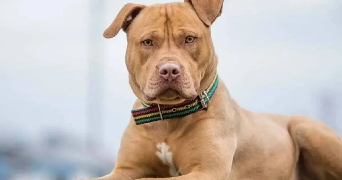 Villa Elisa en estado de emergencia: ataques de pitbulls dejan heridos y mascotas muertas